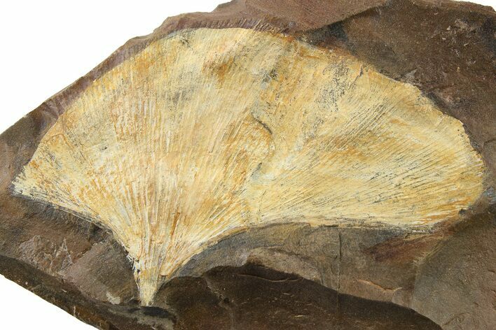 Fossil Ginkgo Leaf From North Dakota - Paleocene #262732